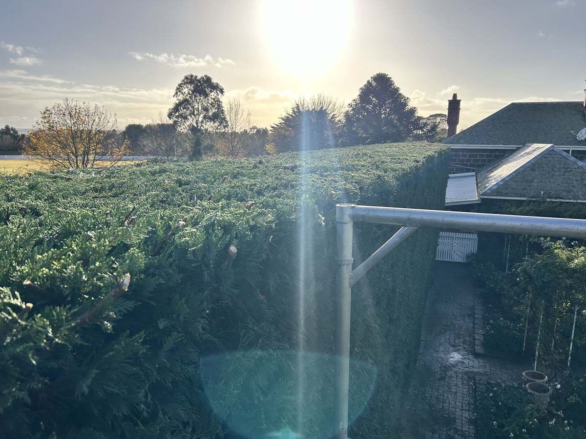 Hedge maintenance in progress